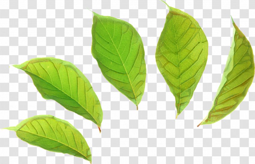 Woody Background - Plant Stem - Bay Leaf Coca Transparent PNG