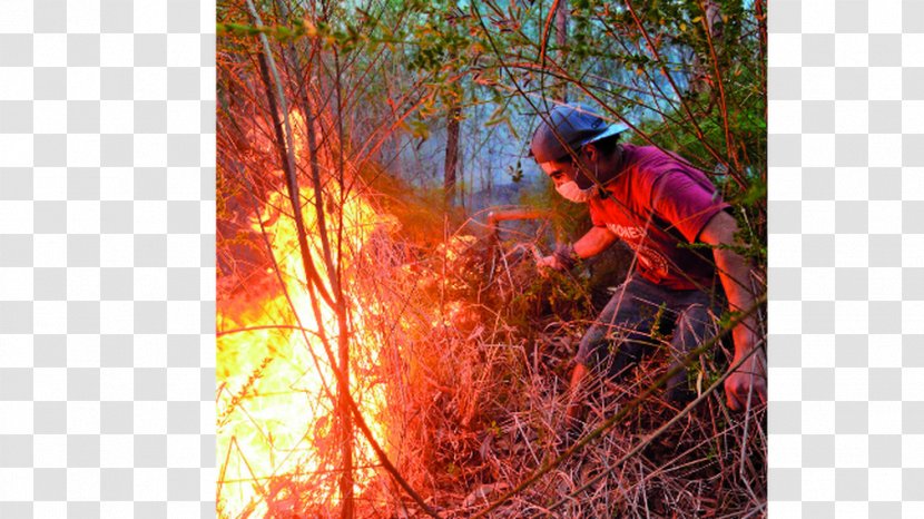 Wildfire A Forest Fire Concepción Hualqui - Michelle Bachelet Transparent PNG