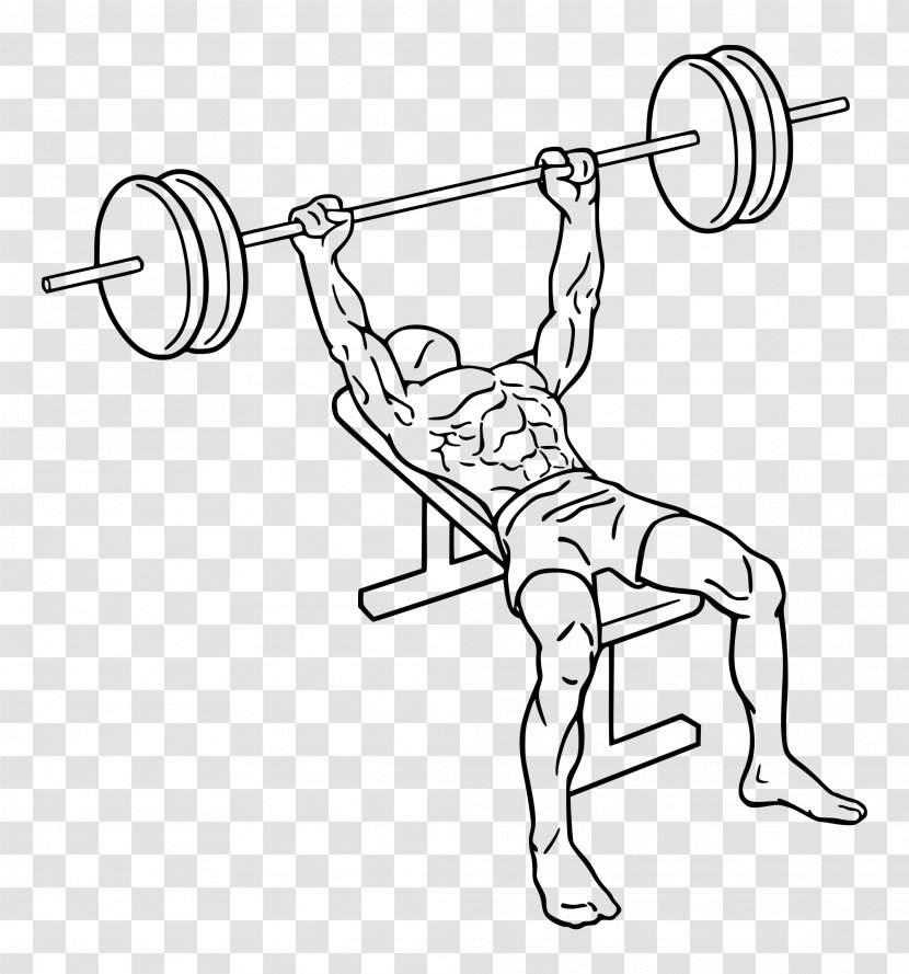 Bench Press Weight Training Barbell Exercise - Sports Equipment - Weightlifting Transparent PNG