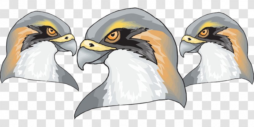 Penguin Bird Of Prey Beak Falcon - Falconidae Transparent PNG