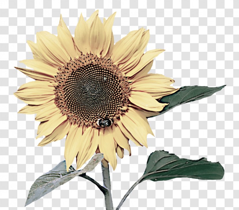 Sunflower - Flower - Asterales Vegetarian Food Transparent PNG