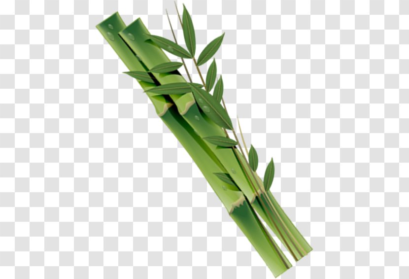 Download - Plant Stem - Stained Bamboo Transparent PNG