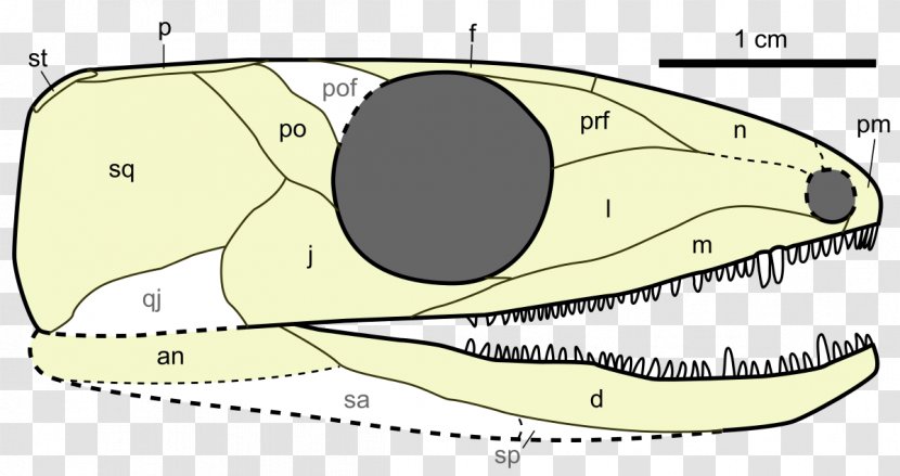 Mammal Hylonomus Carboniferous Chordate Paleothyris - Watercolor - Skull Transparent PNG