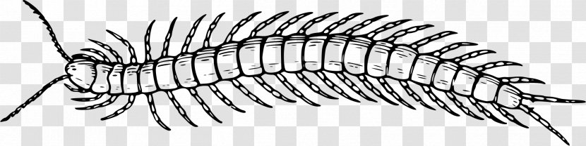 Scolopendra Gigantea Insect Centipedes Millipede Clip Art - Line Drawing Transparent PNG