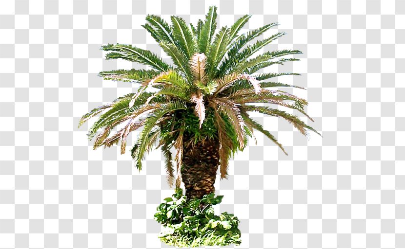 Arecaceae Tree Plant Sago - Arecales - Date Palm Transparent PNG