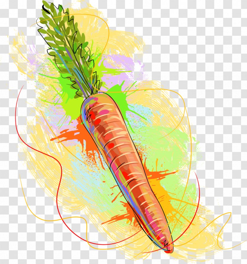 Carrot Vegetable - Food - Vector Painted Transparent PNG