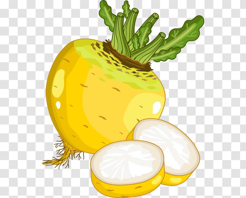 Turnip Rutabaga Vegetable - Ananas - Hand-painted Cartoon Radish Transparent PNG