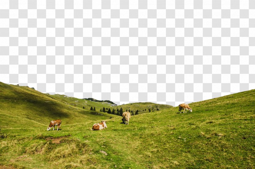 Grassland Pasture Nature Natural Landscape Environment - Green Highland Transparent PNG