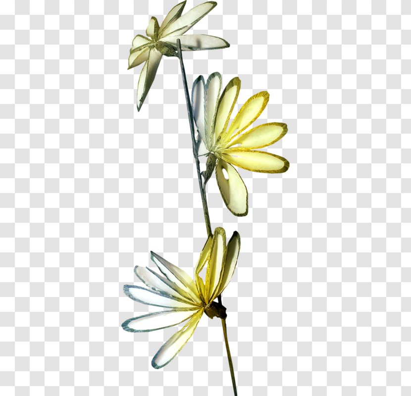 Butterfly Insect Cut Flowers Wing Plant Stem - Flowering Transparent PNG