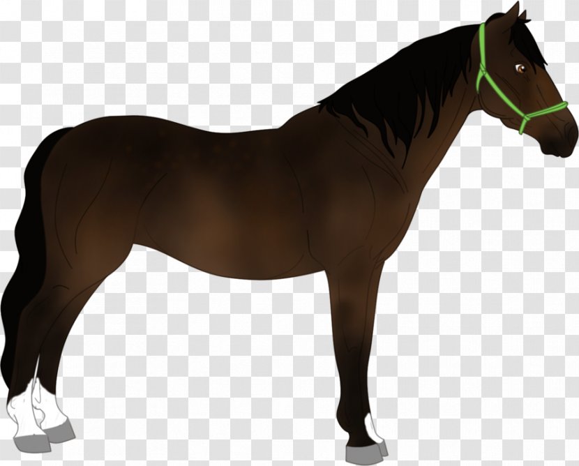Mustang Pony Stallion Horse Harnesses Bridle - Halter - Reclaimed Land Transparent PNG