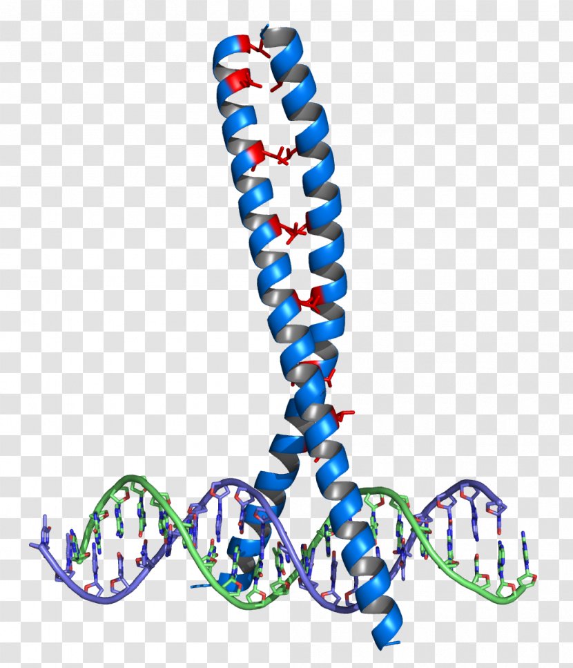 Leucine Zipper Structural Motif DNA-binding Domain Protein - Dimer Transparent PNG