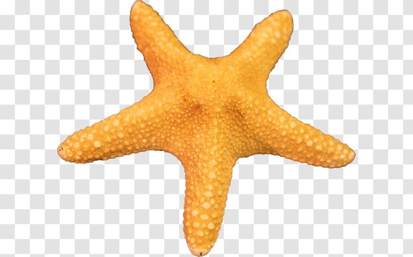 Star Drawing - Starfish - Fish Transparent PNG