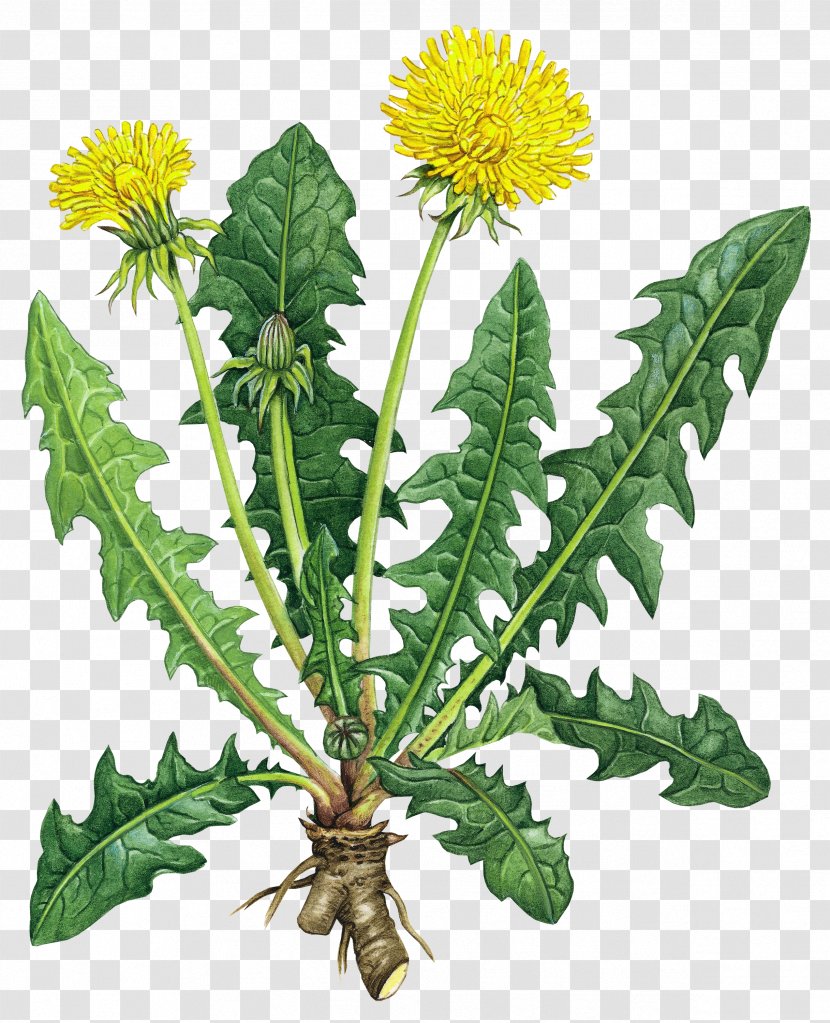 Dandelion Coffee Common Root Tea Herb Transparent PNG