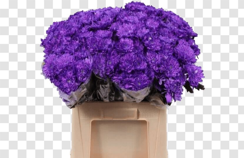 Lavender Flower Violet Hardy Chrysanthemums Lilac - Flowerpot Transparent PNG