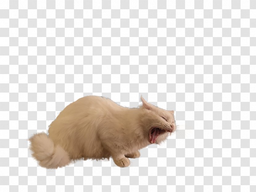 Whiskers Cat Kitten Fur Paw - Breaking News Transparent PNG