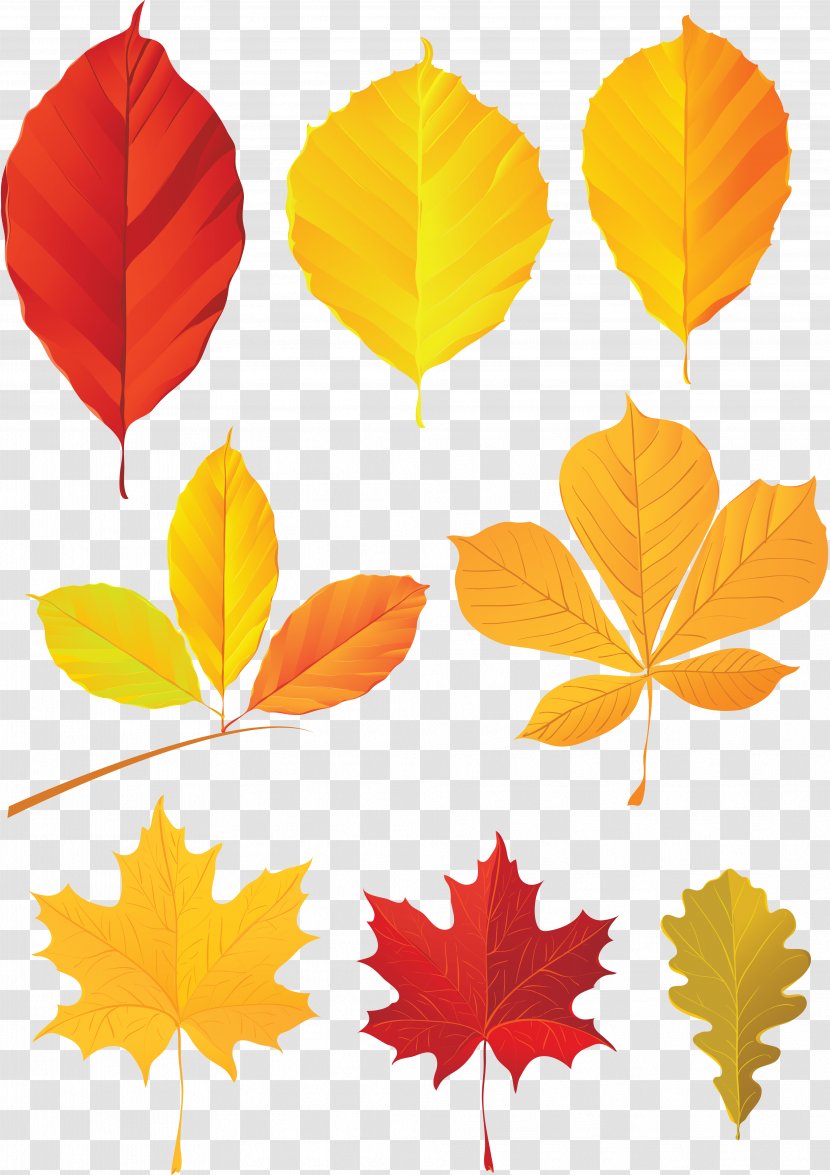 Autumn Leaf Color - Orange - Leaves Transparent PNG