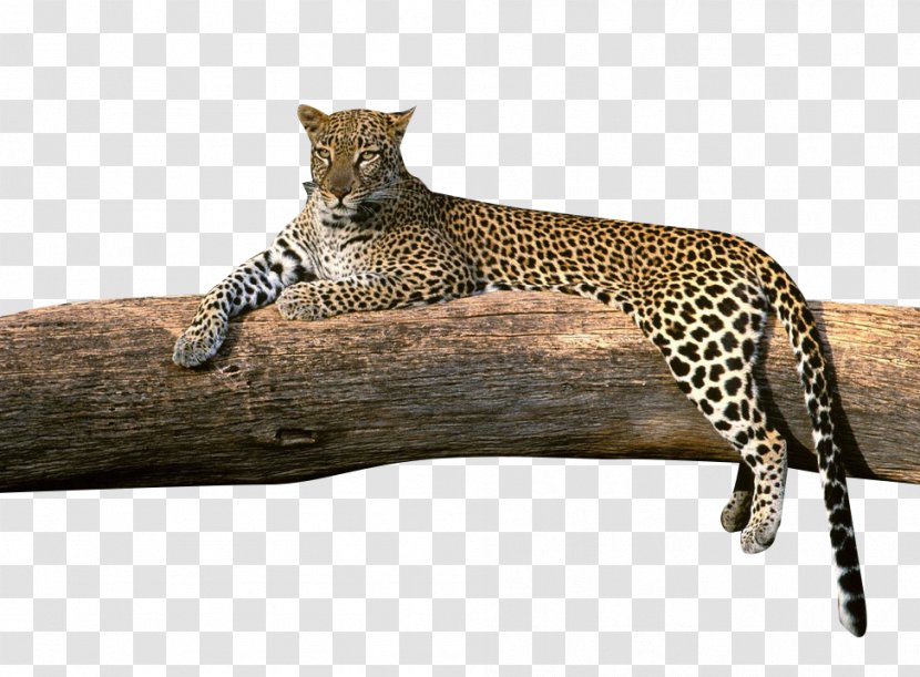 High-definition Television Video 1080p Amur Leopard Wallpaper - High Definition - Rest Cheetah Transparent PNG