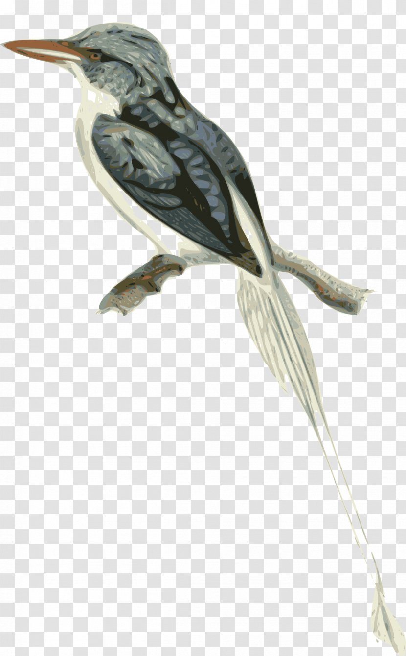 Biak Paradise Kingfisher Clip Art - Wing - TWIG Transparent PNG