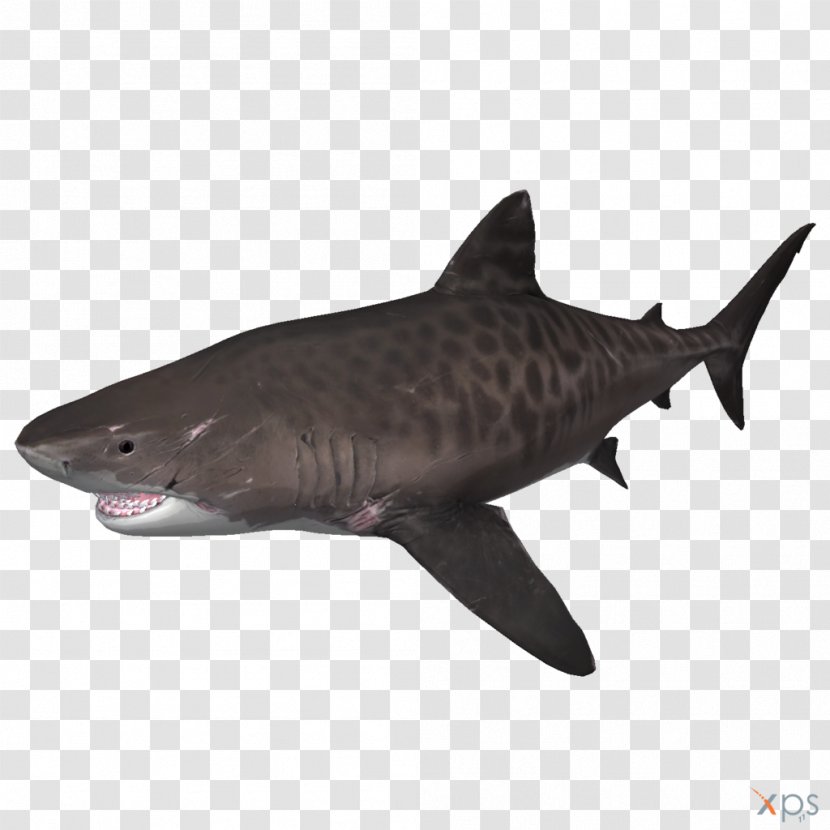 Tiger Shark Depth Megalodon - Fauna Transparent PNG