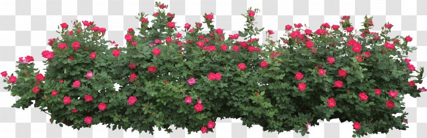 Shrub Clip Art - Floristry - Bushes Image Transparent PNG