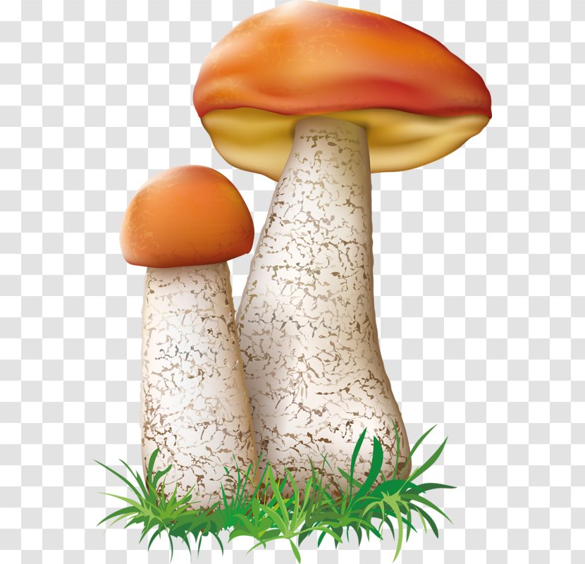 Mushroom Fungus Botanical Illustration - Edible Transparent PNG