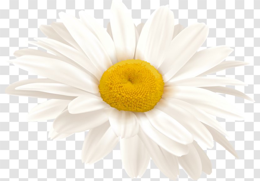Common Daisy Stock Photography Royalty-free Chamomile Transparent PNG