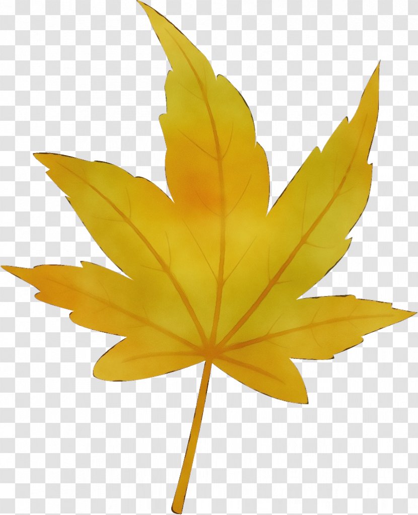 Maple Leaf - Paint - Plane Flower Transparent PNG