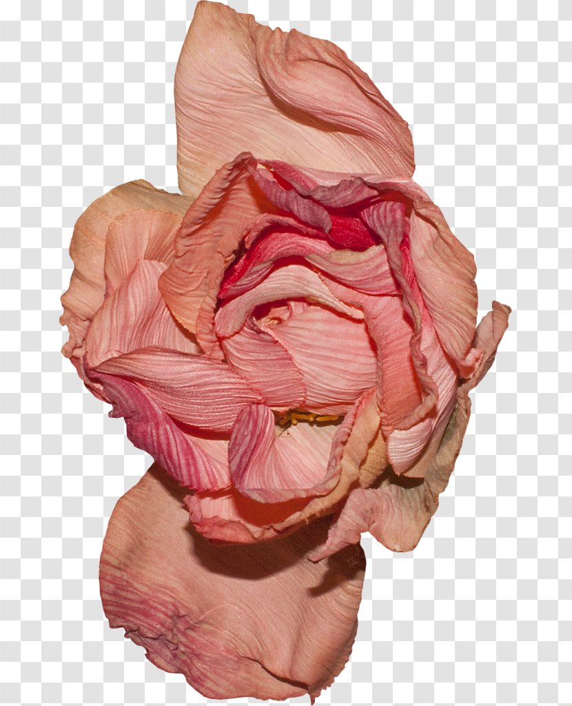 Flower Color The Love Of Liz Petal - Heart Transparent PNG