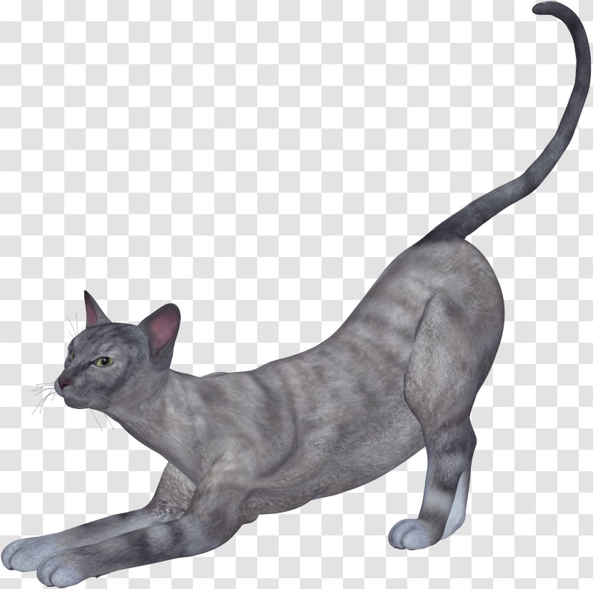 Cat Kitten - Like Mammal - Gray Transparent PNG
