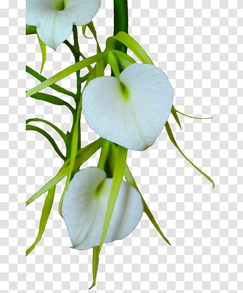 Petal Polyarteritis Nodosa Cut Flowers Plant Stem - Flora - Flower Transparent PNG