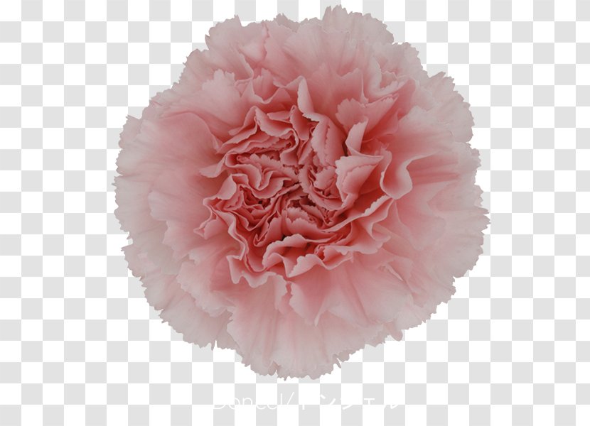 Carnation China Pink Cut Flowers - Cabbage Rose - Plant Transparent PNG