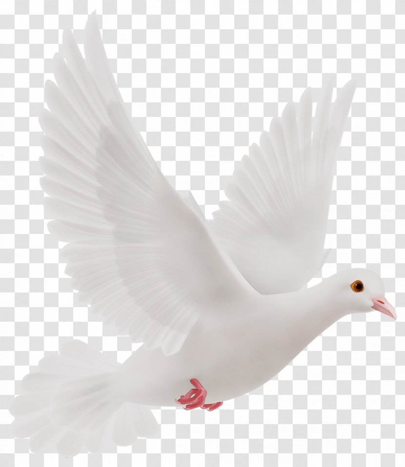 Feather - Rock Dove - Water Bird Peace Transparent PNG