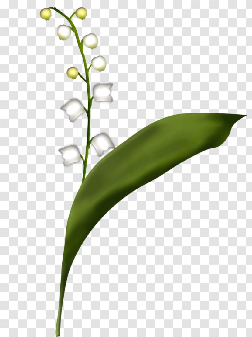 Lily Of The Valley Flower Plant Stem Leaf Grass - Herbaceous Transparent PNG