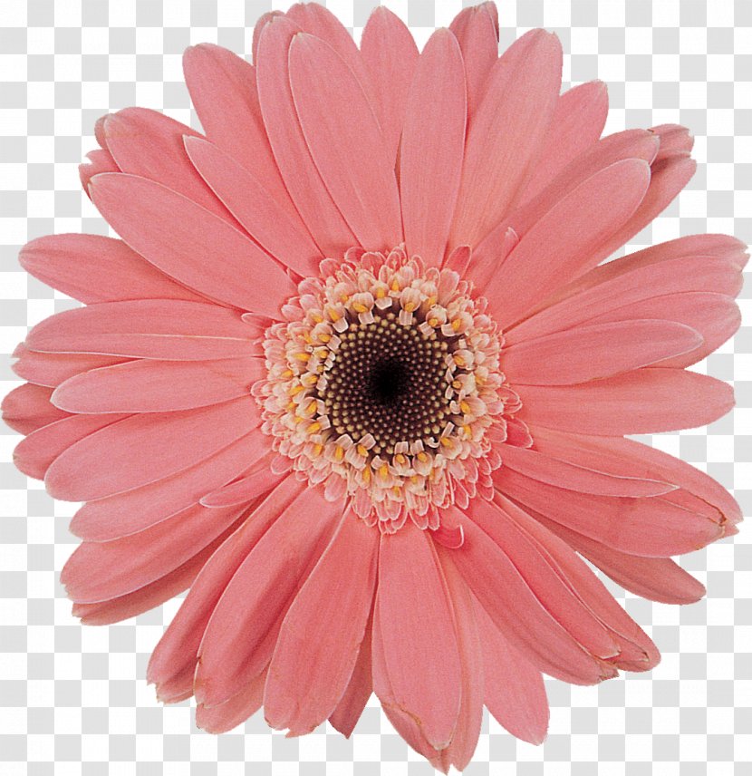 Daisy Family Cut Flowers Chrysanthemum Oxeye - Advertising - Gerbera Transparent PNG