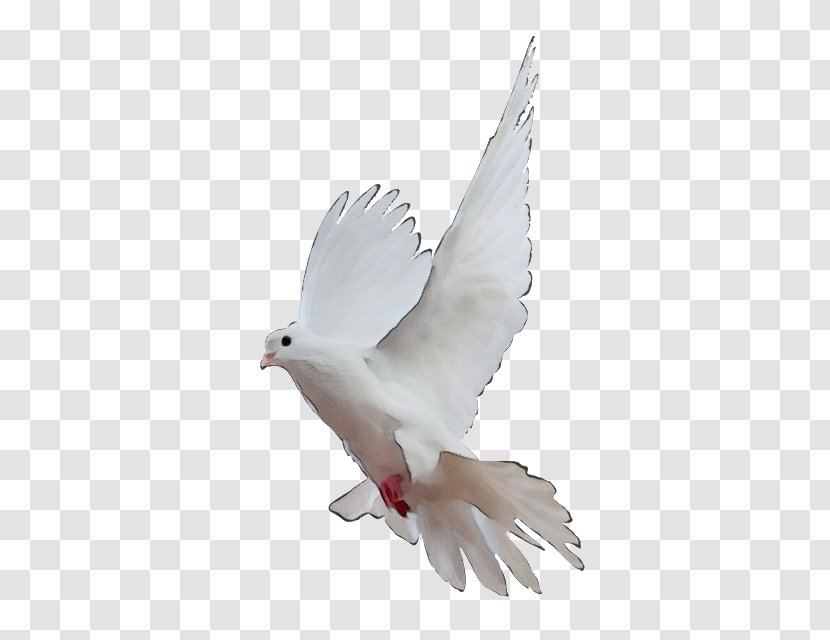 Dove Logo - Drawing - Tail Peace Transparent PNG