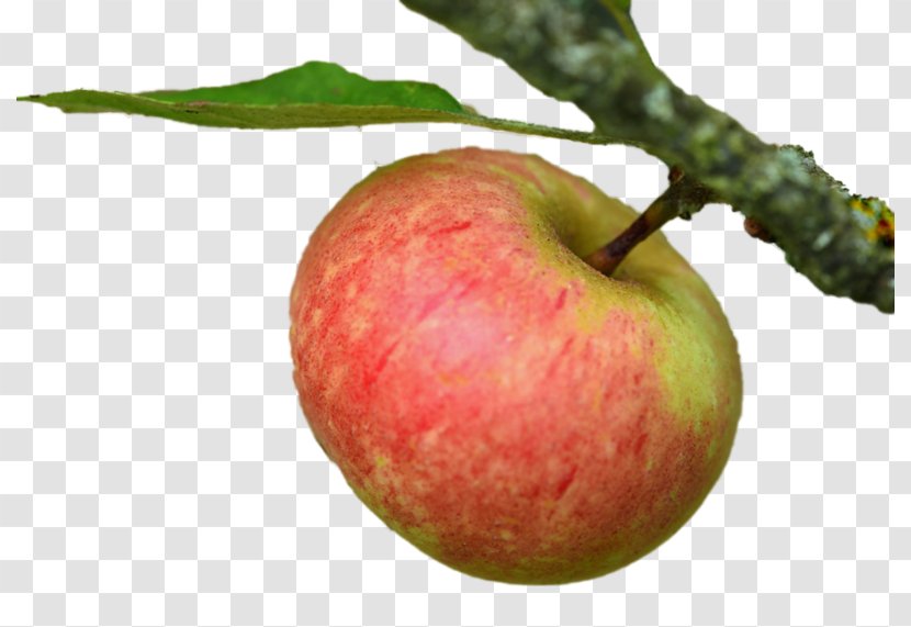 Apple Painting Advertising Food - Natural Foods Transparent PNG