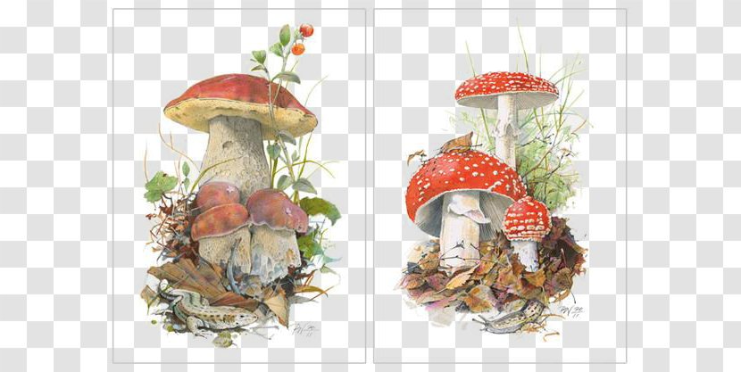 Boletus Edulis Koustrup & Co. Edible Mushroom Poster - Creative Hand-painted Cartoon Mushrooms Transparent PNG