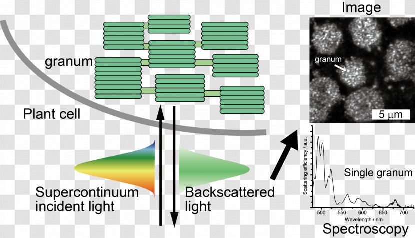 Green Line Technology - Diagram Transparent PNG