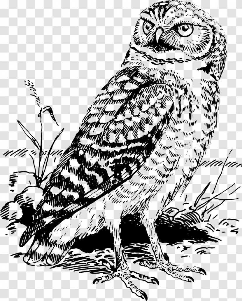 Tawny Owl Snowy Bald Eagle Clip Art Transparent PNG