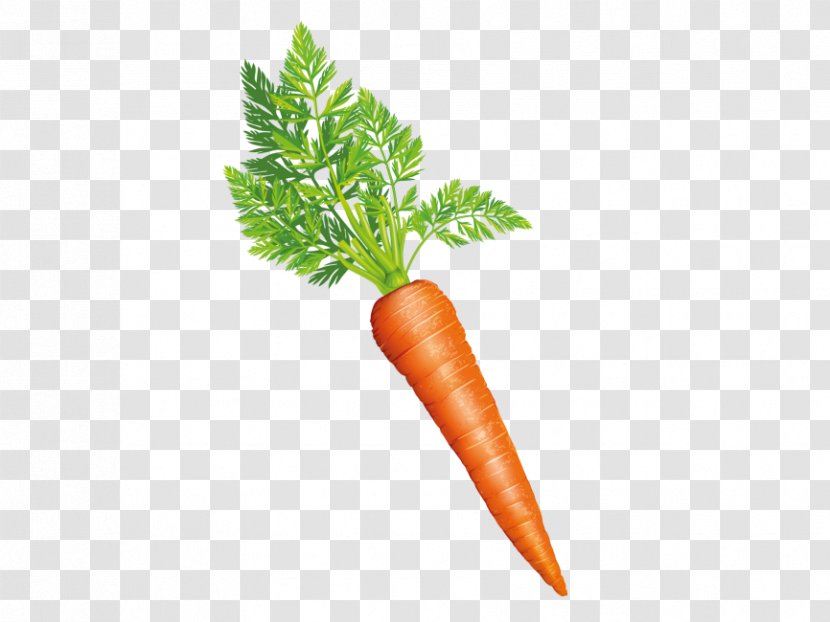 Baby Carrot Vegetable Greens Food - Superfood Transparent PNG