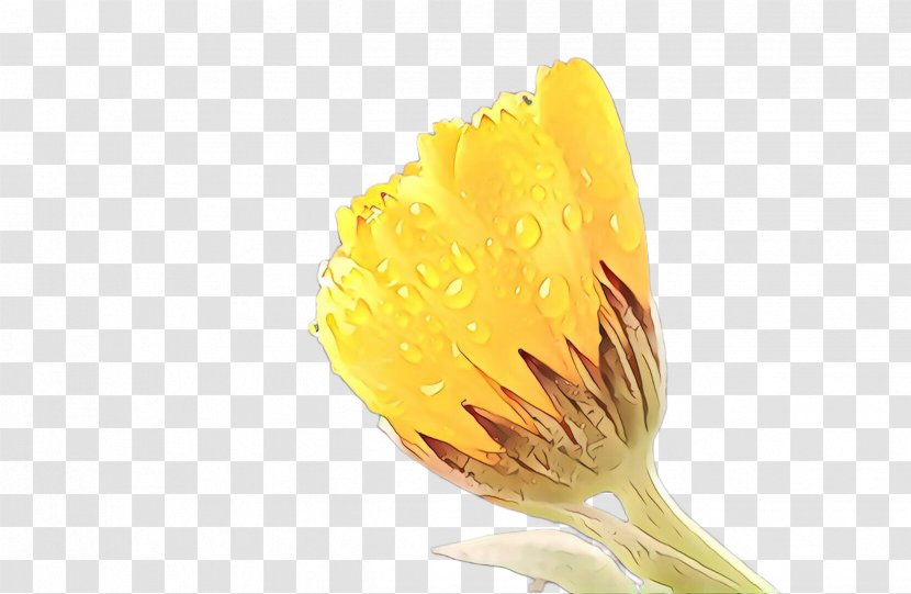 Flower Plant - Yellow - Flowering Crocus Transparent PNG