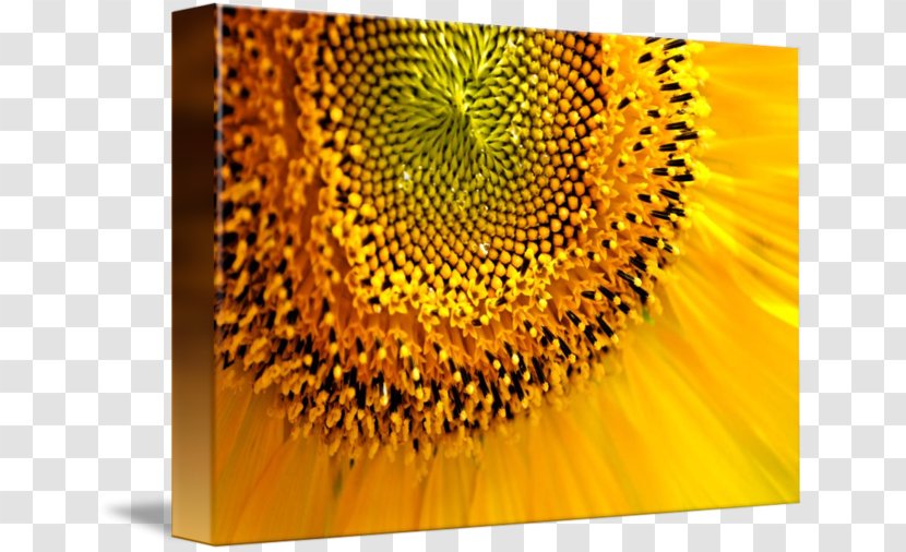 Sunflower M - Yellow - Landscape Transparent PNG