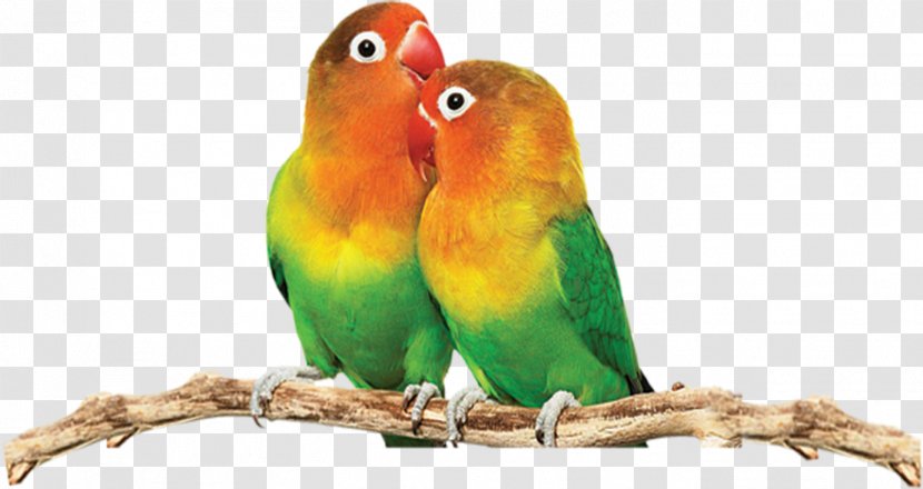 Fischers Lovebird Yellow-collared Parrot - Common Pet Parakeet - Cute Decorative Pattern Transparent PNG