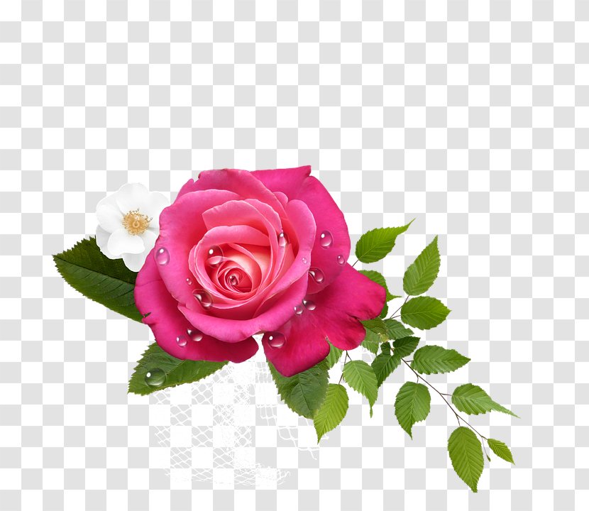 Garden Roses Cabbage Rose Pink Floribunda Flower - Petal - Hoa Transparent PNG