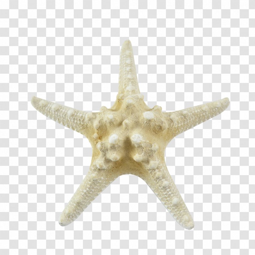 Starfish Seashell Marine Invertebrates - Mollusc Shell - Colored Transparent PNG