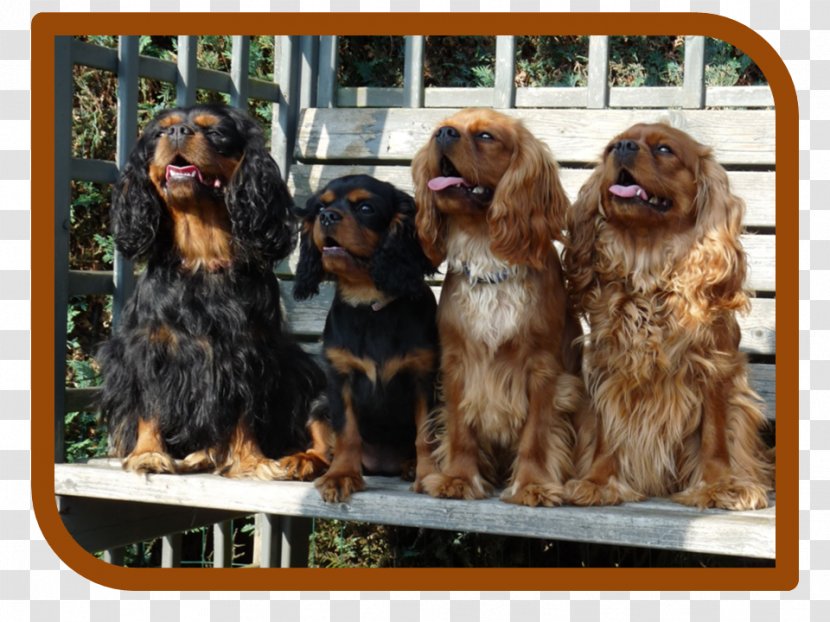 Boykin Spaniel Sussex Cavalier King Charles Cavapoo Dog Breed - Companion Transparent PNG