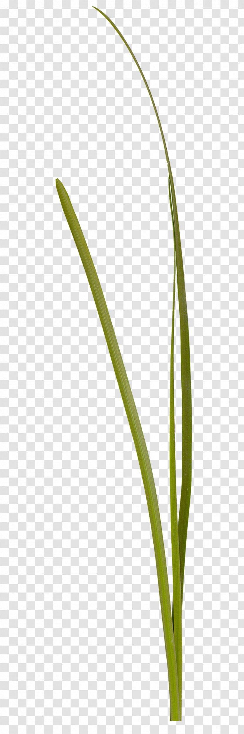 Anthology Plant Stem Photomontage - Grass Family - Natural Transparent PNG