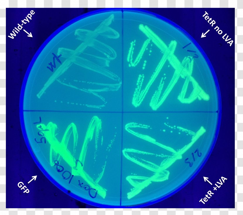 Marine Biology Organism Font - Shigatoxigenic And Verotoxigenic Escherichia Coli Transparent PNG