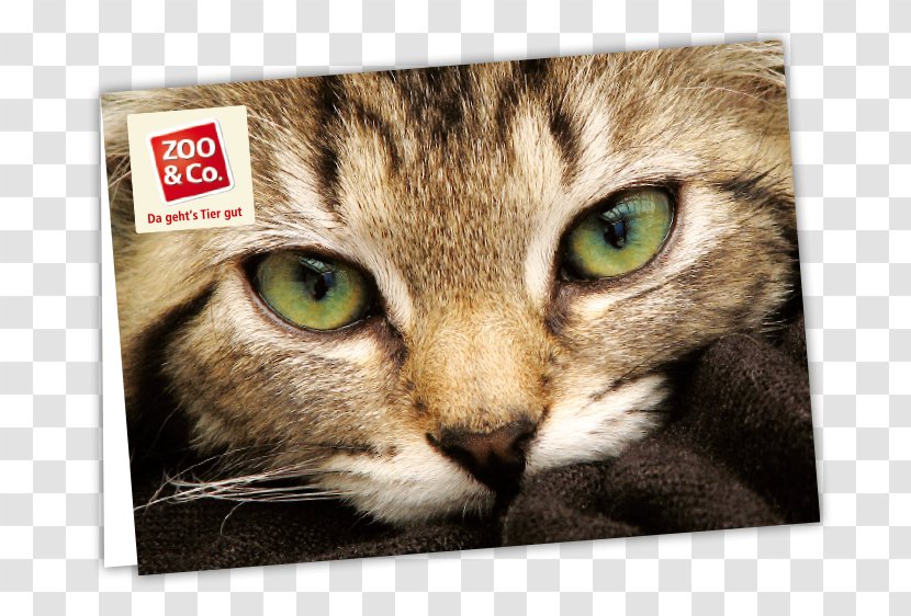 Tabby Cat Whiskers Kitten Domestic Short-haired - Eye Transparent PNG