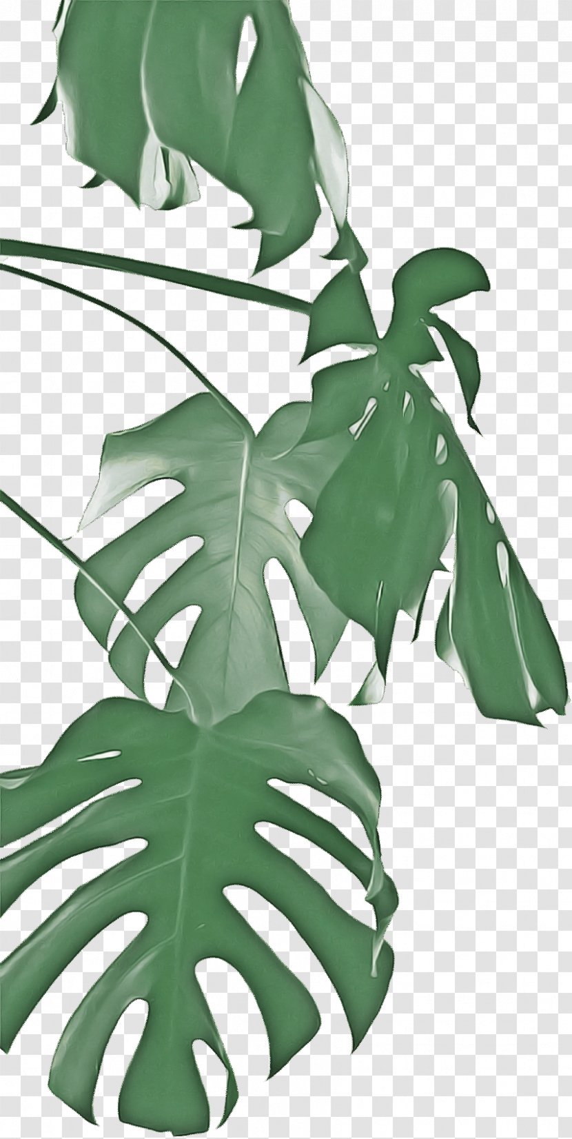 Family Tree Background - Vascular Plant - Stem Transparent PNG